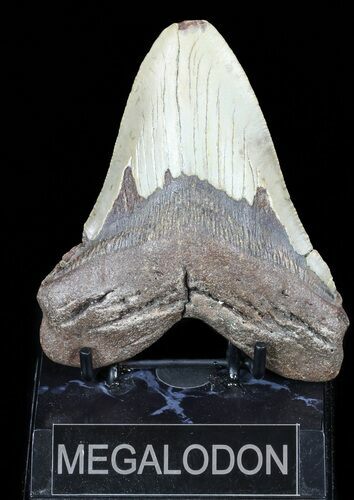 Bargain, Megalodon Tooth - North Carolina #54902